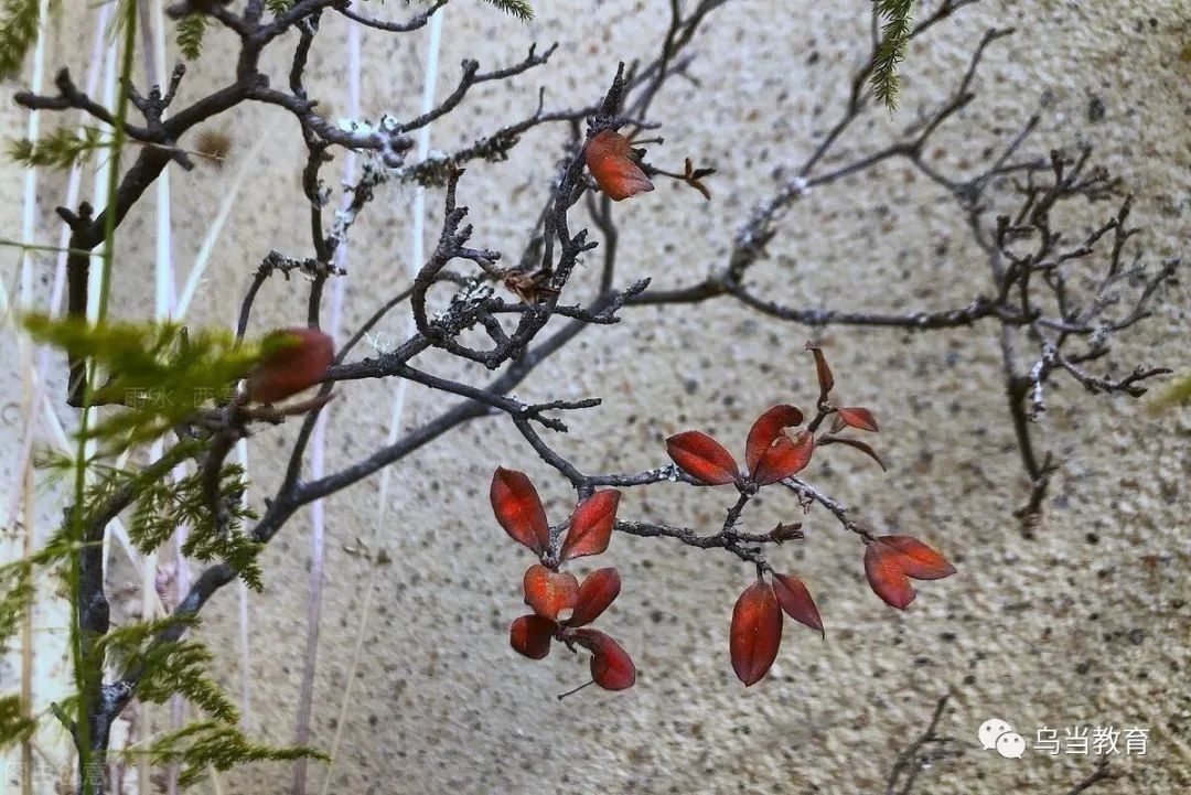 课堂|【德育教育】今日空中德育课堂：雨水节气知多少