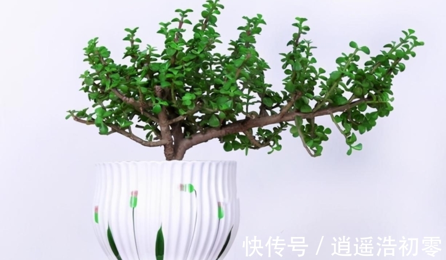 老桩|养金枝玉叶,按“这”方法盆栽,枝叶长得旺,极具观赏价值