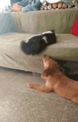 |搞笑GIF:裤子事小,脸面事大,这下以后还怎么见人?