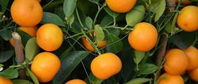 不起眼的橘子籽,这个厉害用途超棒,学会立马省下不少钱