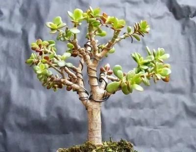 养这“2种”树,能成“老桩”,越养殖越好看,而且“价格高”