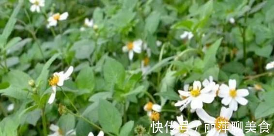 针草|山野常见的“鬼针草”,最爱粘衣服,烦人的很,却是“治病良药”