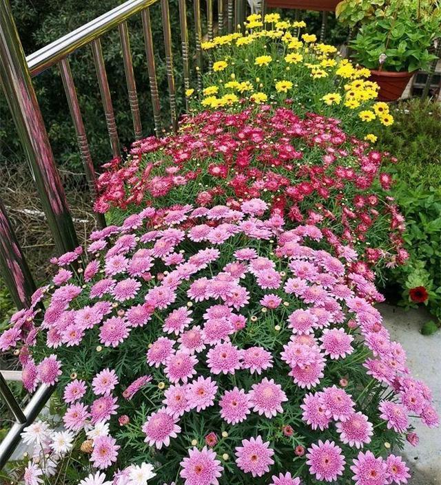 气温升高，玛格丽特有“3个喜好、1个害怕”，养好就是大花球