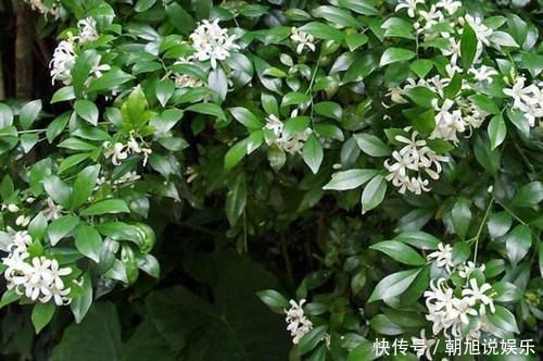 嫌吊兰不好看,不如养上“此花”,花期达半年,花香味能媲美香水