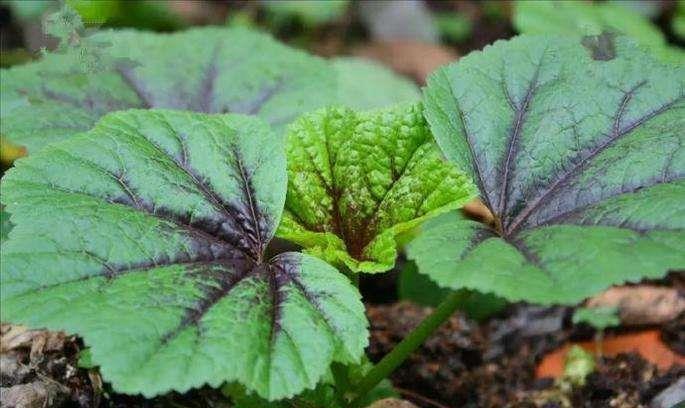 灰灰菜|5种“高钙”菜,农村常见,营养高口感好,却被当成了杂草,可惜