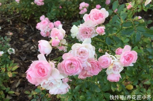 光合作用|月季叶片夏季掉光成“光杆”，不用着急，用这“四招”拯救它