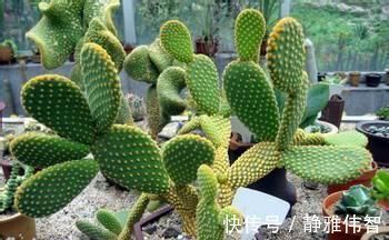 3种其貌不扬的植物,养一盆家里变成“天然氧吧”,是盆栽佳品!