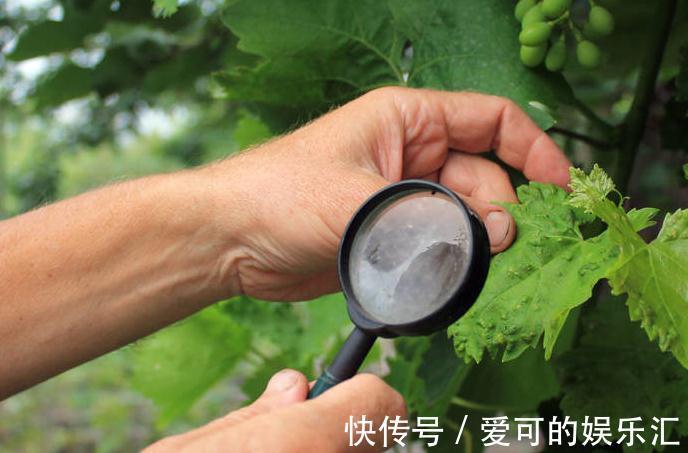 还在为花卉盆栽常见的几种病害烦恼,有了它,轻松解决一切问题