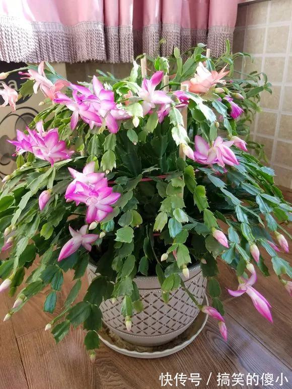 4种花专挑秋天爆盆，养一盆连续爆花3个月，花多花美