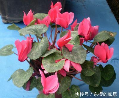 磷肥|养花用此2种壳,都是天然磷肥,盆埋1点,花朵开爆盆