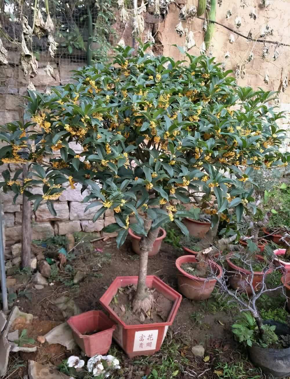 门前栽桂花,人前显富贵!新买的做好4点,缓苗快,花满枝