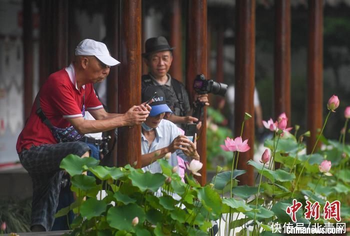 荷花|杭州西湖荷花进入盛花期“映日荷花别样红”已是靓丽风景