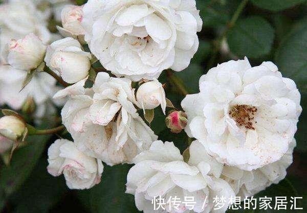 花卉|从9月10日开始，家养此款花卉，耐旱又耐晒，花开大又艳