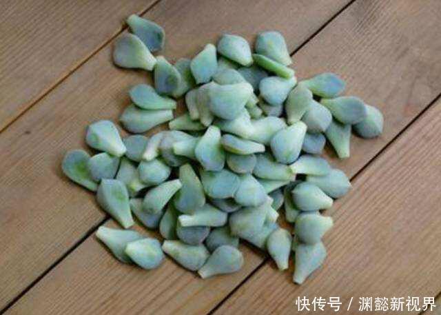 多肉植物|多肉叶插,记住3个小诀窍,生根发芽快,一棵变10棵,一盆变多盆