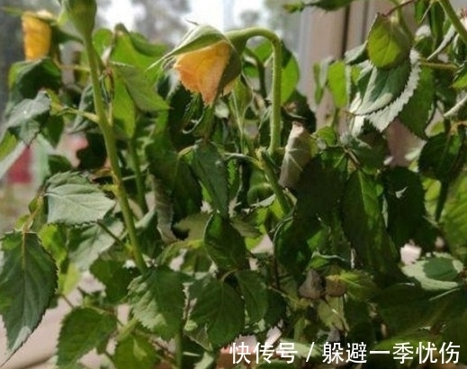 月季药害了怎么办,做好4点防药害,及时干预促生长