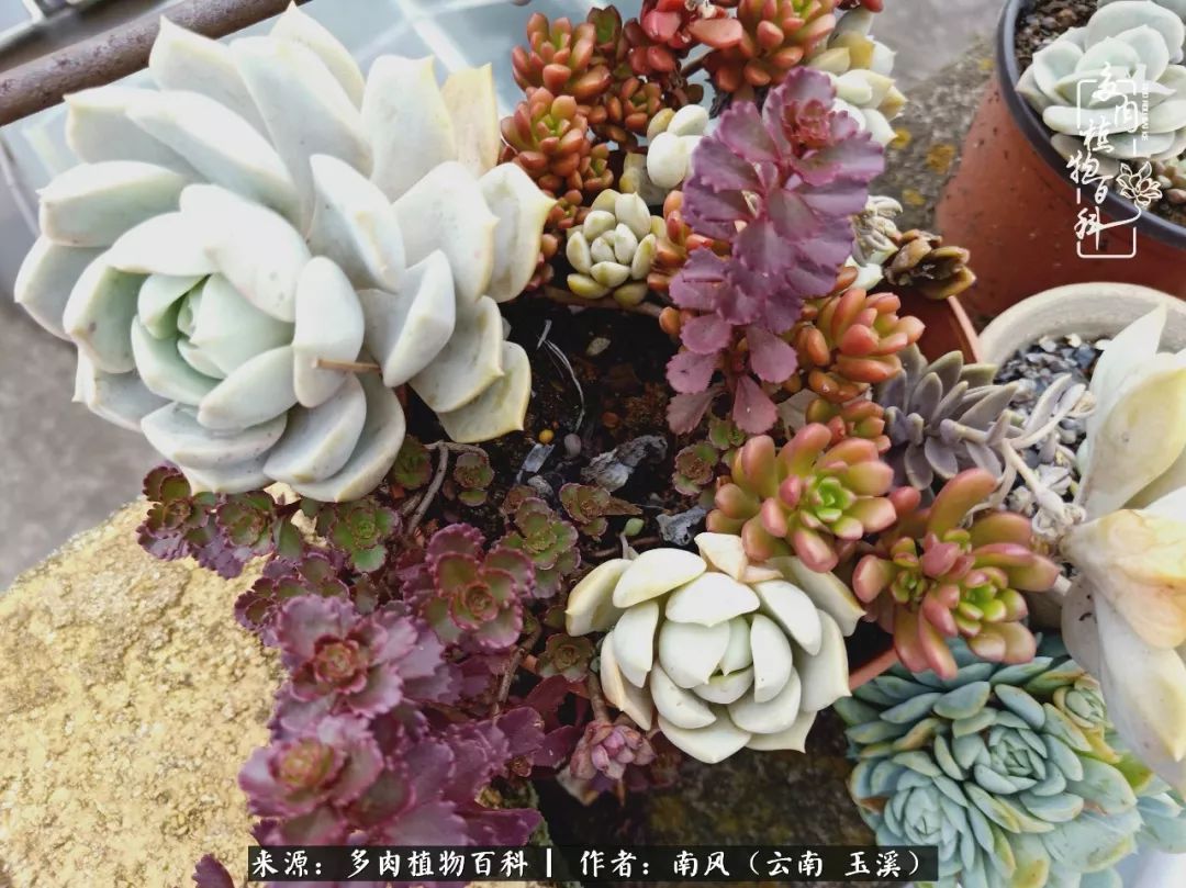 从小喜欢绿植,后来遇见多肉,情不知所起,那就再接再厉!