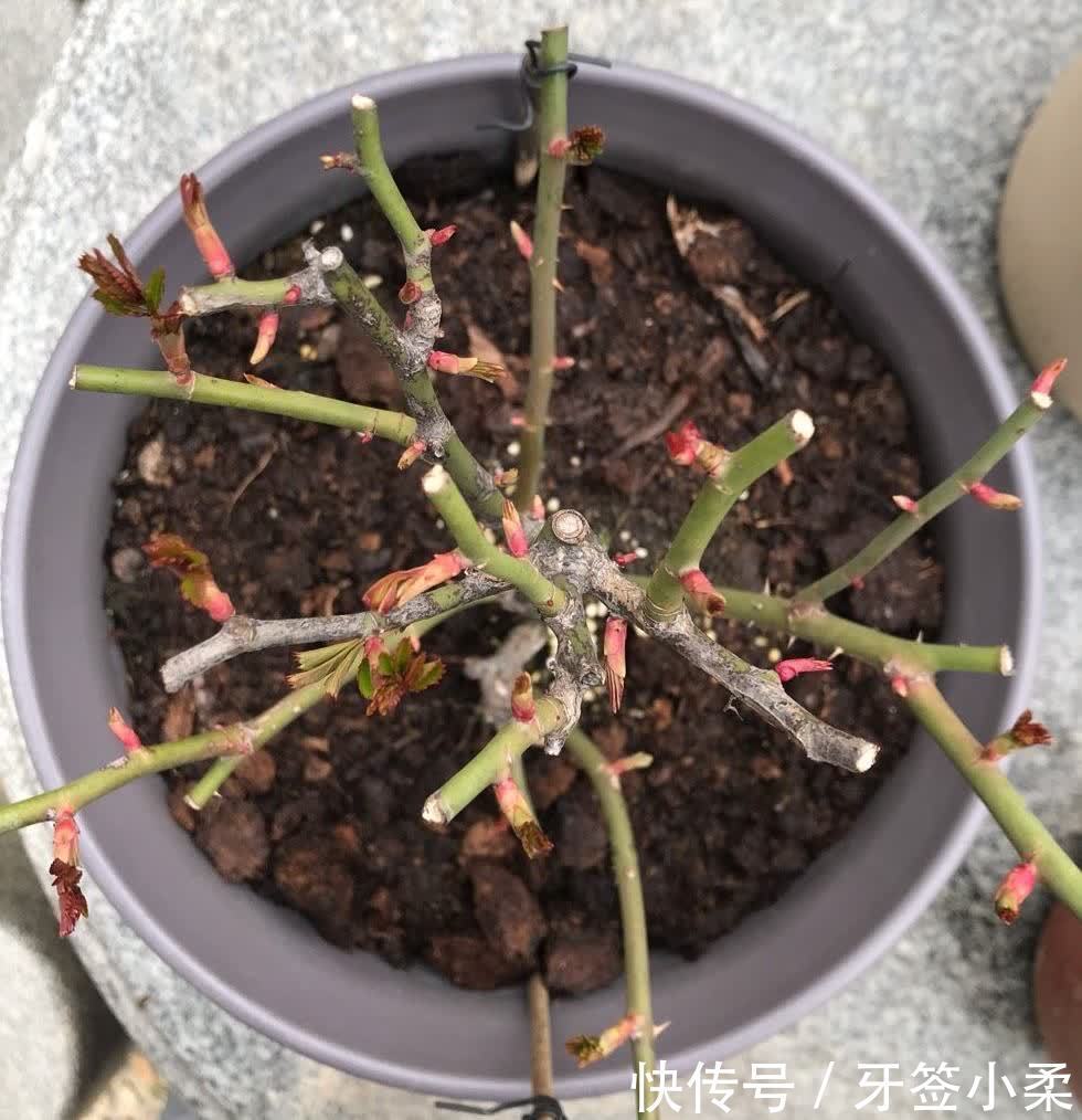 花草|老花匠的3个养花窍门,花草长势更旺,盆土也越来越肥沃了