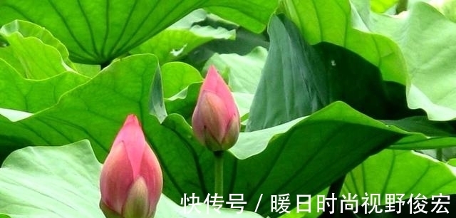 又闻荷香|蝶恋花《又闻荷香》