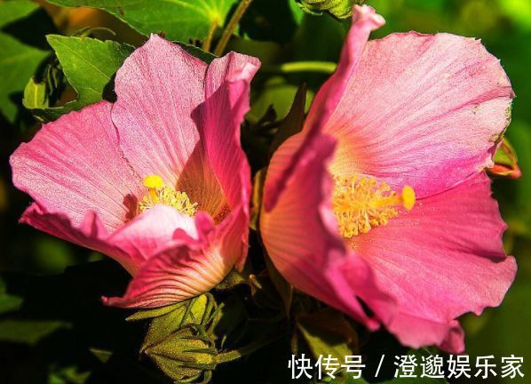 喜欢菊花,不如养盆“牡丹名品”紫二乔,一花开两色,绚丽多姿!