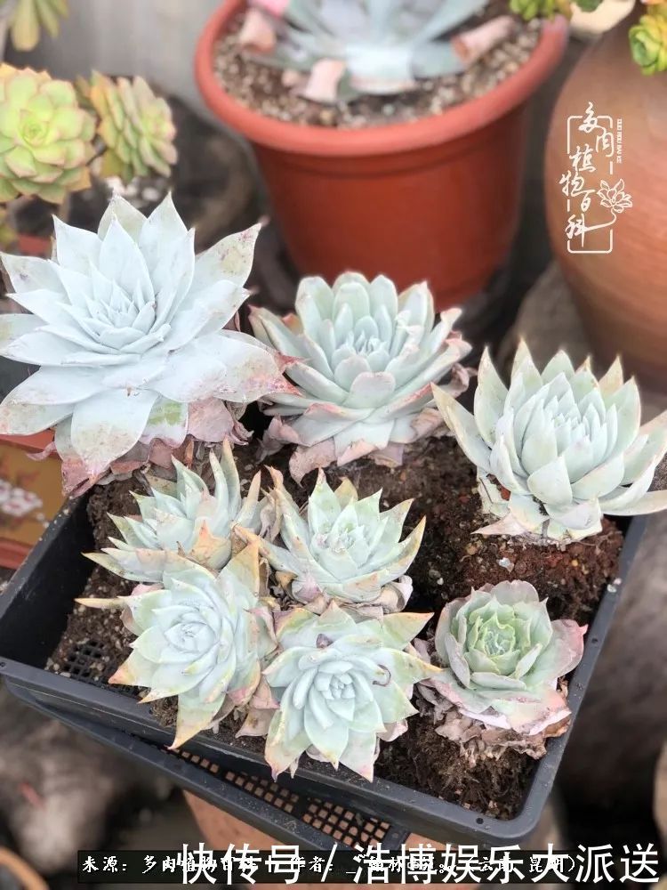 挂区|因为多肉,背井离乡来到开挂区,多肉变好看,小伙变大叔!