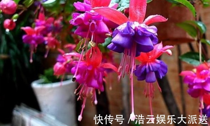 枝条|“这种花”养家里,开花特别多,花期长又漂亮,美过杜鹃、茶花