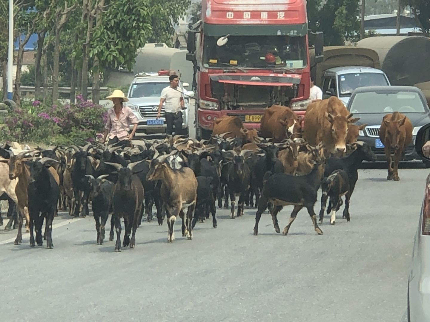洪雪飞|开车出行 除了避免撞到骆驼 还有哪些驾驶习惯需要注意