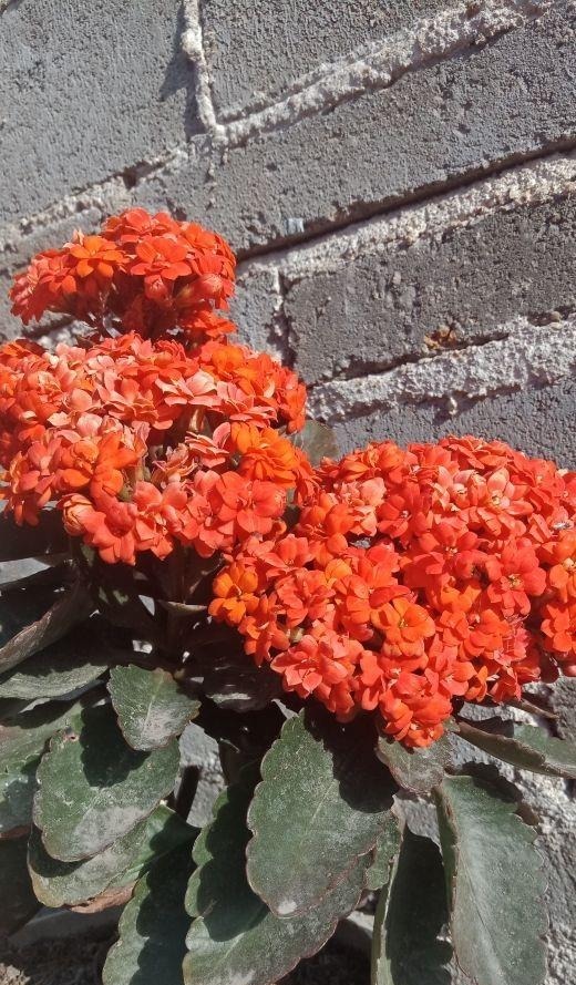 小平头|长寿花剪一刀,理个小平头,株型矮壮开花多