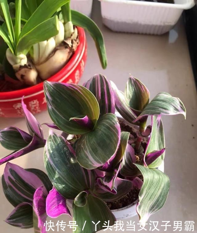 又一网红植物翻车,价格从一盆30到9.9,目测还能再低点!