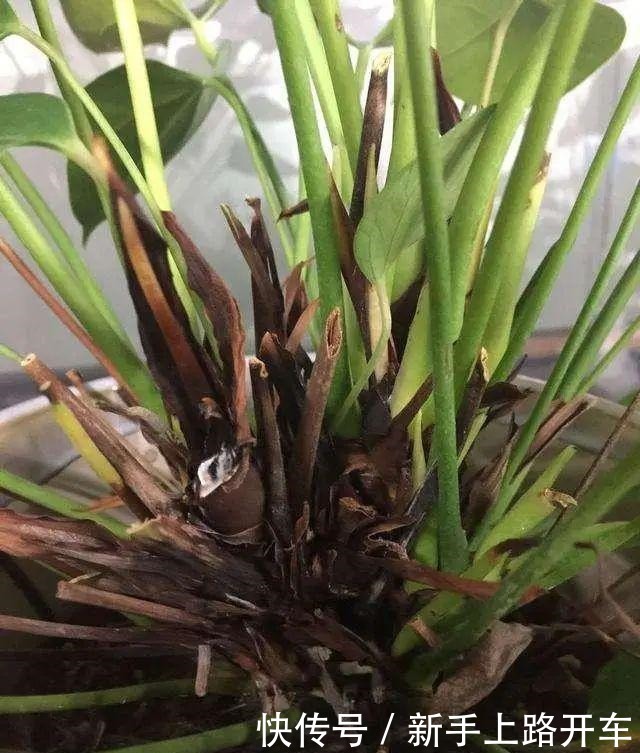 8种花换盆,换好了生一堆,换错立马死!8种花换盆,换好了生一堆,换错立马死!