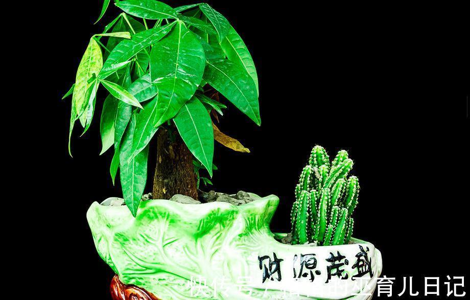 要想养好发财树,3个养护小知识必须要记牢,不然会出现枯枝败叶