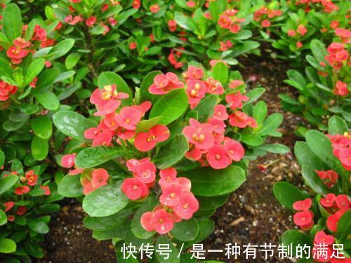 4种花,可不能惯养,赶紧搬出去,越狠狠晒,越开花满枝头!