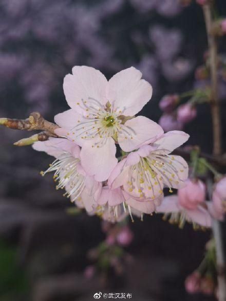 文艺|等不及了！全城的花花们带来春的讯息