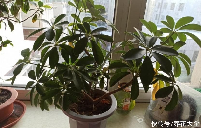 养护鸭掌木的3个技巧，枝繁叶茂，叶子绿油油的