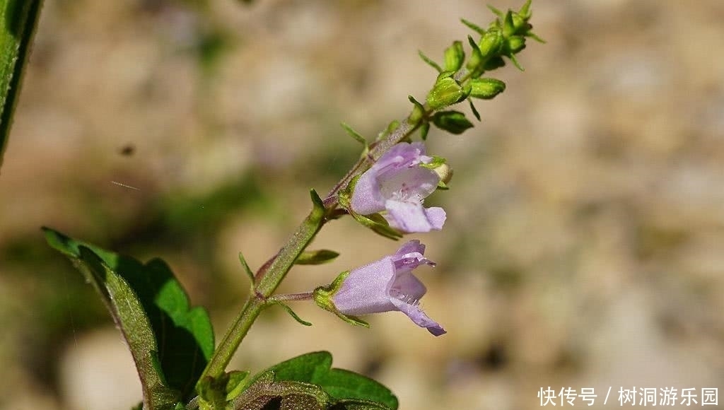 农村|农村一种清香野草,嚼3片叶子就可去口臭,价值珍贵晒干3元一斤