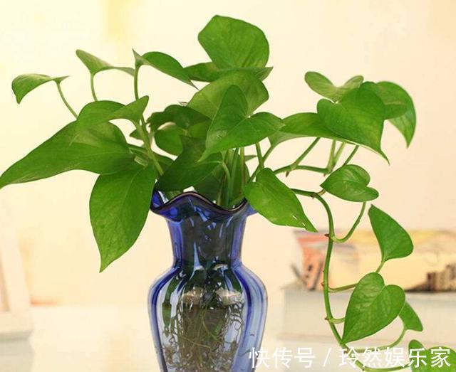 哪种“水”更适合水培绿萝小花匠用这种水,水培绿萝疯长爆盆
