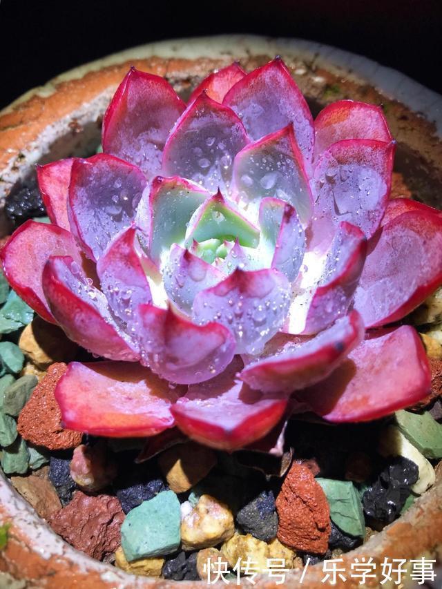 最萌不过粉色,这10款粉色系多肉,各有各的美,哪种能“粉”到你