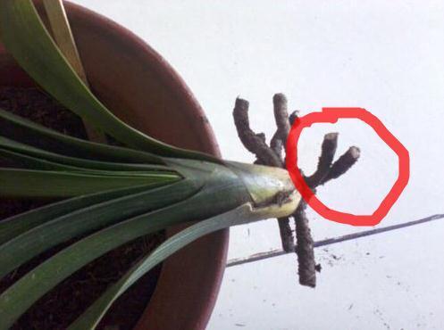 君子兰不冒花，直接“一刀切”，花箭钻出叶，花开“年年红”