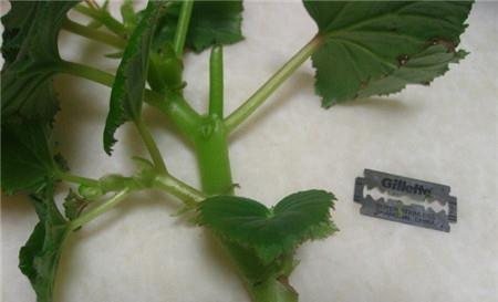 5种“洋气”花,趁着“天冷”快扦插,生根快,开花早,真省钱