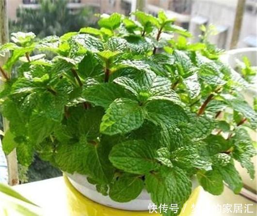 叮咬|可别小看香草薄荷的功效作用,一片叶子就能解决蚊虫叮咬的问题