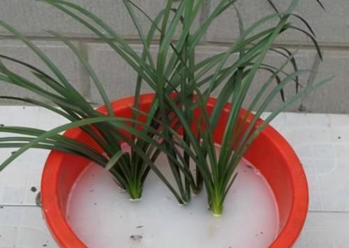 用了“兰花土”,也养不好兰花?那是你做错这“关键”的3步