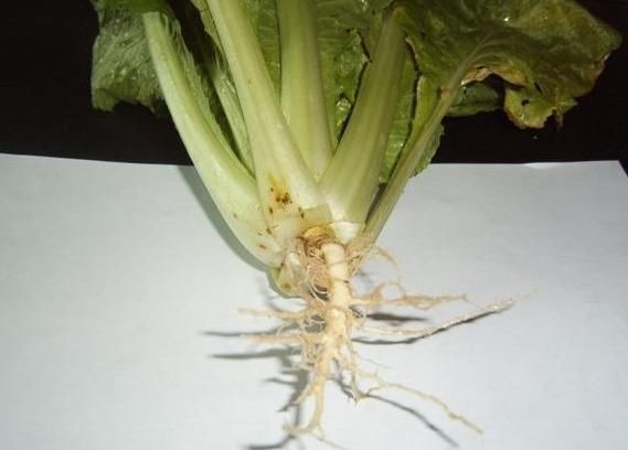 白菜根煮水太厉害了,男性女性都离不开,现在了解也不晚