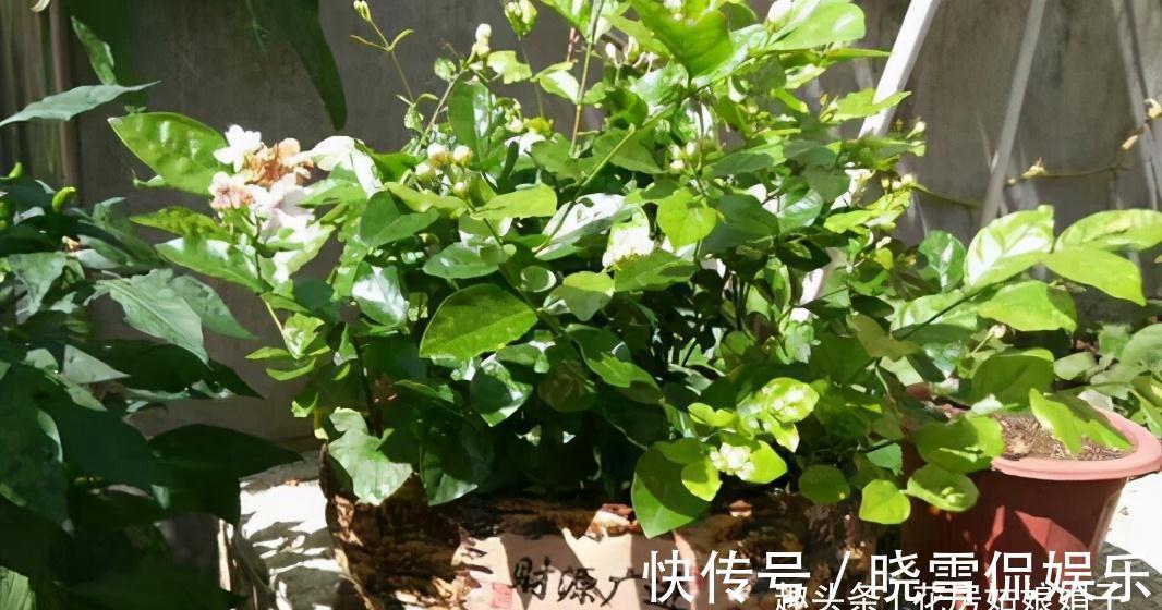 养殖茉莉花时,这4种枝条要及时进行修剪,否则难以开花