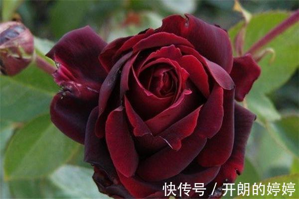 8种浓香型月季,个个惊艳十足,花香闻之沁人心脾,让人爱不释手