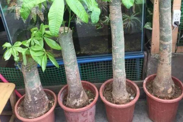 盆越小水越少,长势越好的几种花,看看你家有没有。