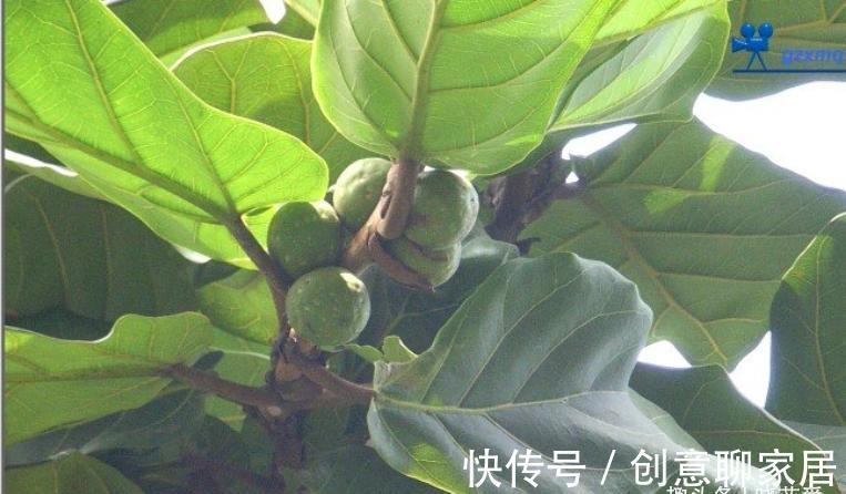 金钱树|6种植物,花开富贵“好兆头”,能养开花“不简单”