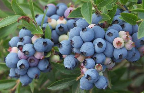 八月瓜|农村野果大全,儿时常吃的味道,吃过15种以上没多少人!