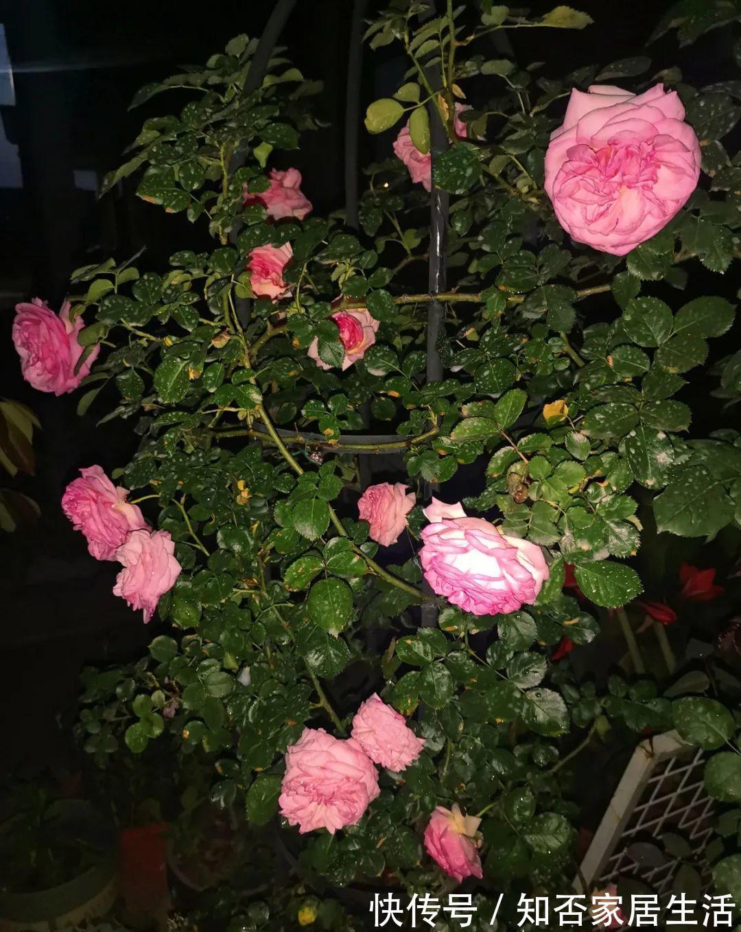 花苞|天热了，20种花最怕浇水，浇得越多，死得越快！