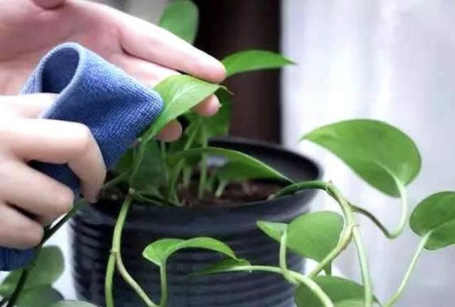 啤酒水兑点“它”,用来养君子兰,27天长“花芽”,叶片油亮!