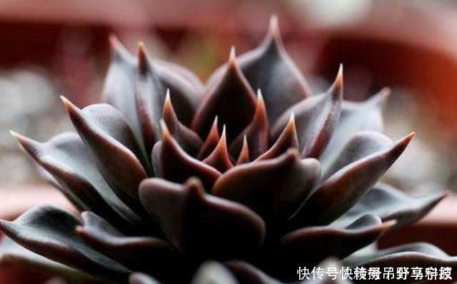 羡慕|多肉养成“大白菜”教你几个小绝招，个个状态美，谁见都羡慕