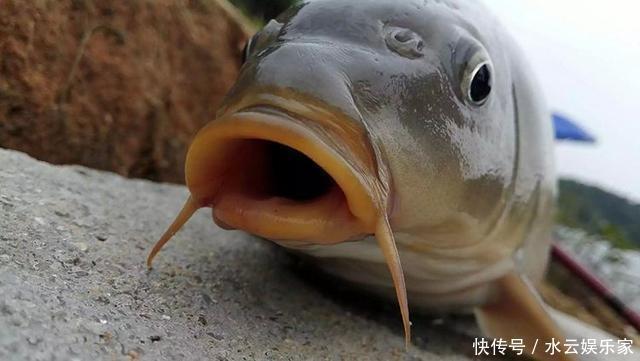 除了拉丝粉，还有这些办法，能让搓饵的附钩性更好